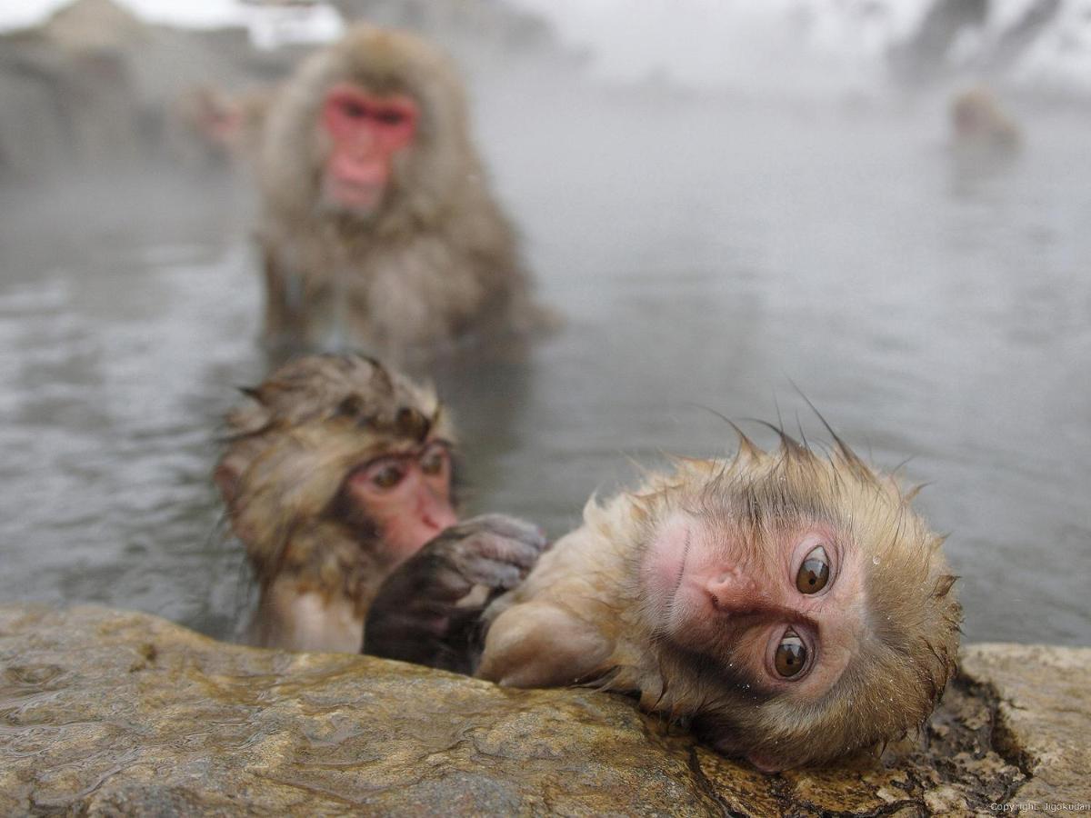 Togari Onsen Alpen Plaza Ξενοδοχείο Iiyama Εξωτερικό φωτογραφία